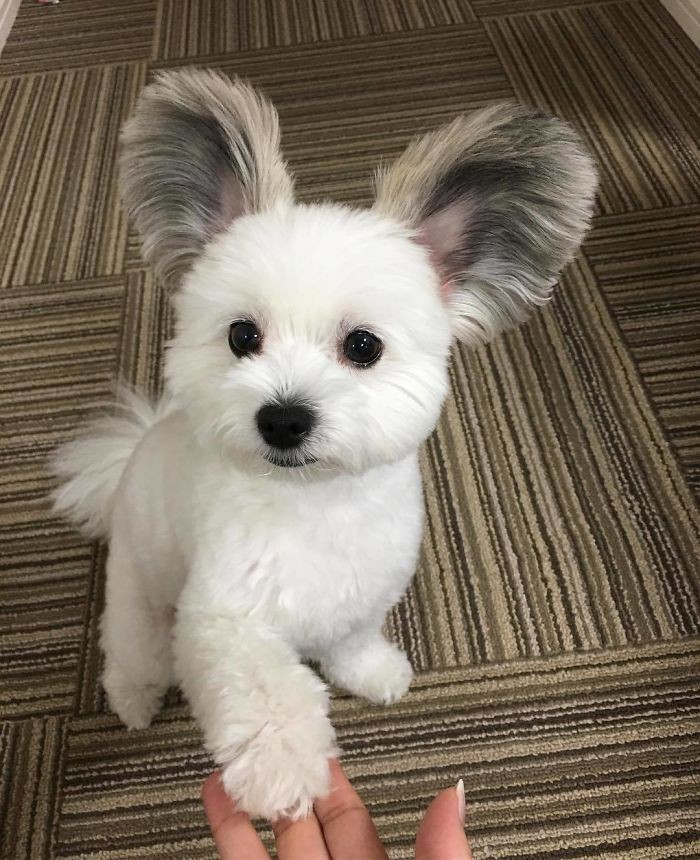 Chú chó có đôi tai tròn xoe như của chuột Mickey gây bão